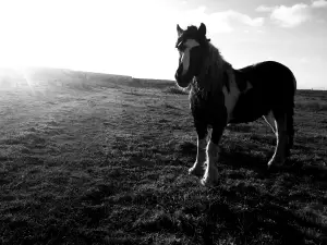 sunburst horse