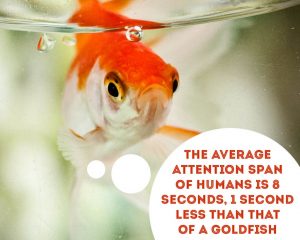 a gold fish image with "the average attention span of humans is 8 seconds, 1 second less than that of a goldfish"