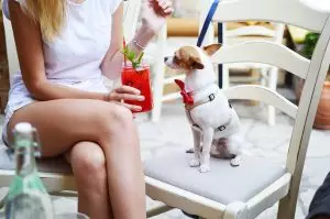 A woman and a dog sitting on chairs. The woman has a drink in her hand and is treating her dog like a human.